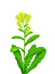 leaf with yellow flowers