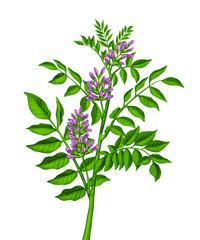 Green plant with purple pink flowers
