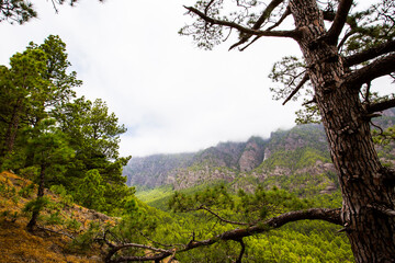 Spring in Cumbrecita, Caldera De Taburiente Nature Park, La Palma Island, Canary Islands, Spain