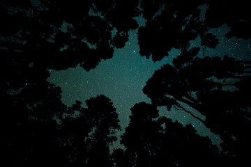Milky way in El Pilar forest, La Palma Island, Canary Islands, Spain