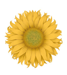 Green plant with yellow flowers