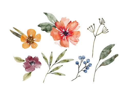Set of watercolor illustrations of flowers and plants on a white background. hand painted for design and invitations.