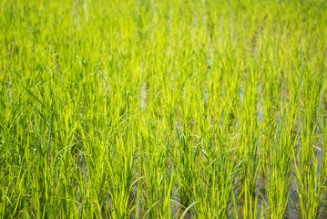 Rice paddy fields, Lake Toba (Danau Toba), North Sumatra, Indonesia, Asia, background with copy space