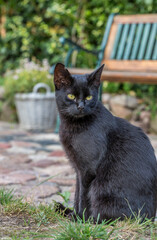 Naklejka na ściany i meble Black Beauty Cat In Daylight