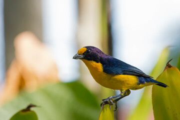 Violaceous Euphonia
