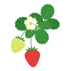 果物イラスト　いちごの実・花・葉