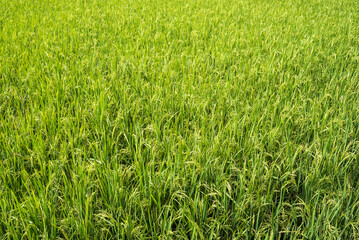 Rice paddy field, Bukittinggi, West Sumatra, Indonesia, Asia, background with copy space