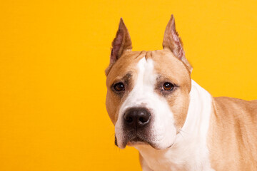 dog american staffordshire terrier close-up on a yellow background