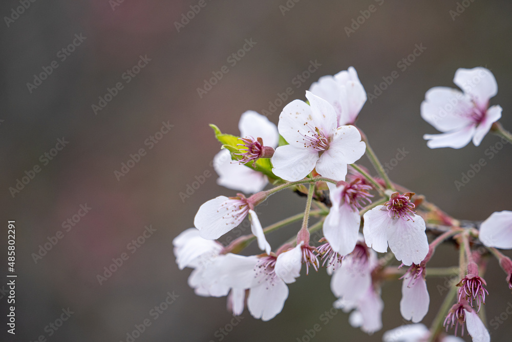 Wall mural Beautiful Yoshino Sakura Cherry Blossom is blooming with sprout in Alishan National Forest Recreation Area in Taiwan.