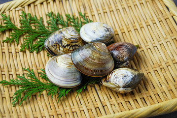 新鮮なはまぐり