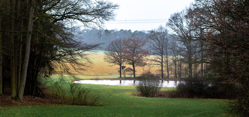 A meadow landscape with trees and a small lake