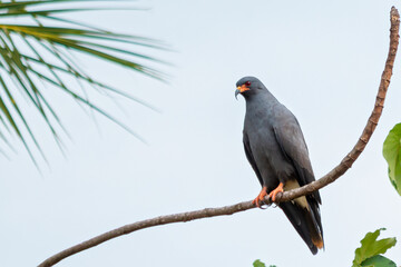 Snail Kite