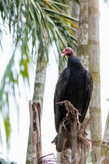 Turkey Vulture
