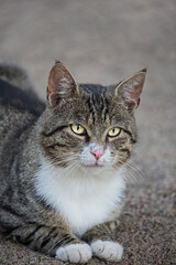 Handsome Grey White Tiger Cat