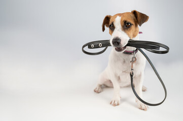 Jack russell terrier dog holding a leash on a white background.