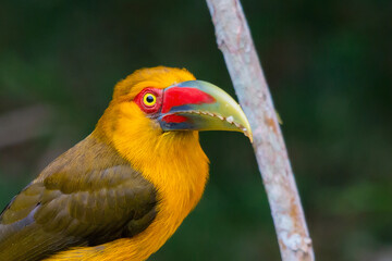 Saffron Toucanet