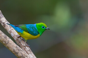 Blue-naped Chlorophonia