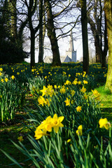 Daffodils in Bangor Castle Park with Bangor Abbey Church in the background. Bangor, County Down,...