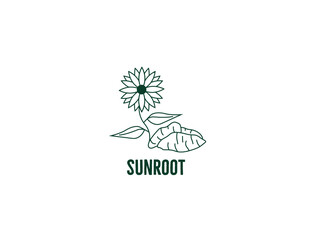 Jerusalem artichoke, or sunroot, sunchoke, earth apple icon vector illustration 