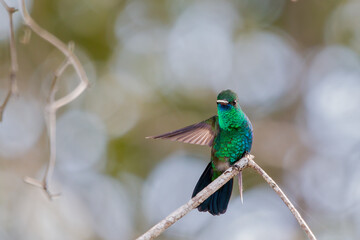 Blue-chinned Sapphire
