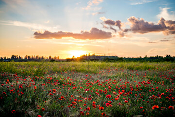 Obraz na płótnie Canvas Panoramic view of a beautiful field of red poppies in the rays of the setting sun. Nature postcard