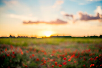 Defocused Panoramic view of a beautiful field of red poppies in the rays of the setting sun.