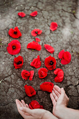Red poppy flowers lie in cracks on the dry earth, they are carefully held by tender female hands.