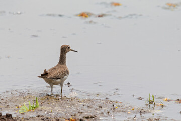 Solitary Sandpiper