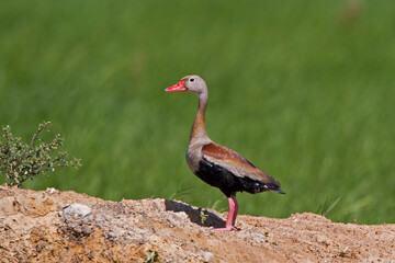 Black-bellied Whistling-Duck