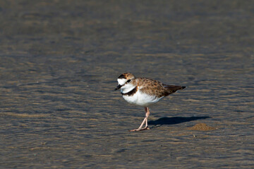 Collared Plover