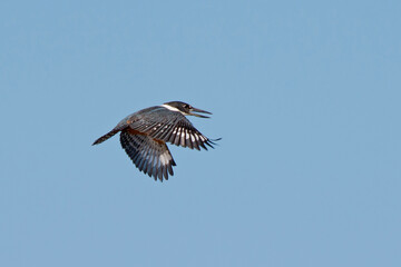 Ringed Kingfisher