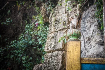 Zelfklevend Fotobehang Monkey, Batu Caves, Kuala Lumpur, Malaysia, Southeast Asia © Matthew