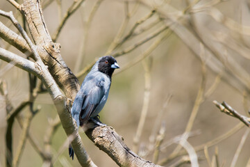 Black-faced Tanager