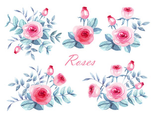 Roses. Watercolor illustration. Hand painted