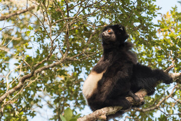 Milne-Edwards Sifaka (Propithecus Edwardsi), Ranomafana National Park, Madagascar Central Highlands