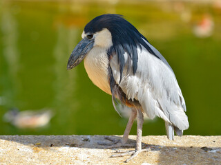 Closeup of boat-billed heron (Cochlearius cochlearius) standing on wall and seen from profile
