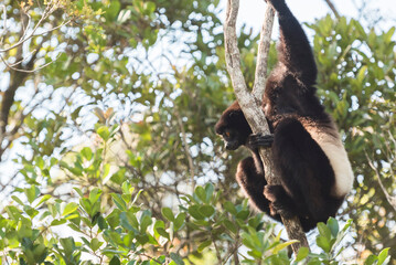 Fototapeta premium Milne-Edwards Sifaka (Propithecus Edwardsi), Ranomafana National Park, Madagascar Central Highlands