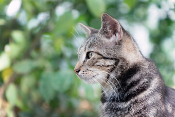 Gray cat face profile portrait in summer outdoors
