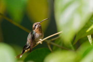 Minute Hermit