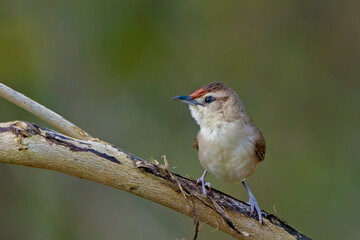 Obraz premium Rufous-fronted Thornbird