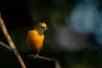 Purple-throated Euphonia