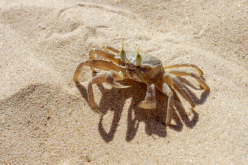 Crab