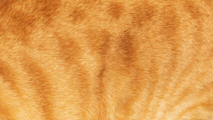 Background from a  ginger cat fur