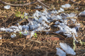 Feathers of a dead bird