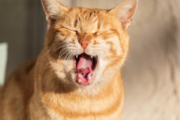Ginger cat yawns