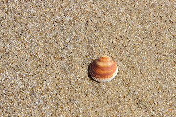 Brown seashell on sea bottom