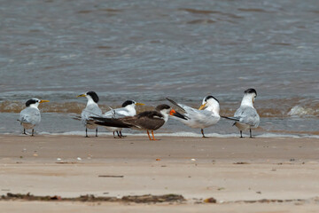 Terns on the beach