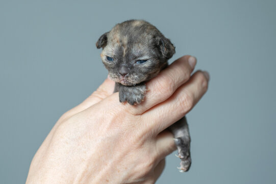 A Devon Rex kitten in hands gray background