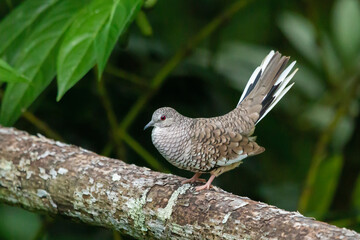 Scaled Dove