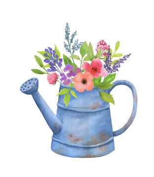 Watercolor watering can With pink Flower Bouquet. Spring hand drawn bouquet with wildflowers isolated on white background.